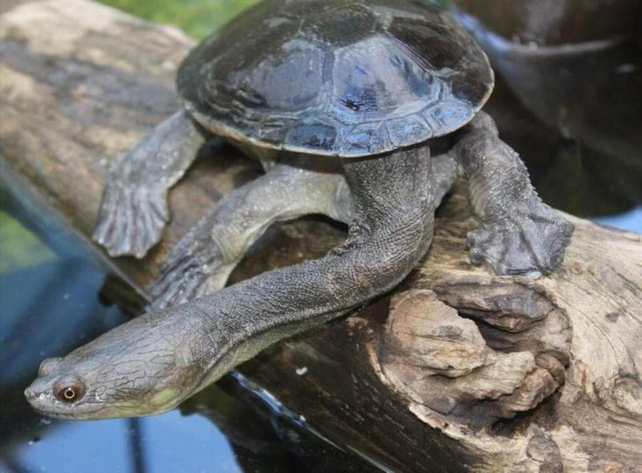 tortue à long cou arbre eau