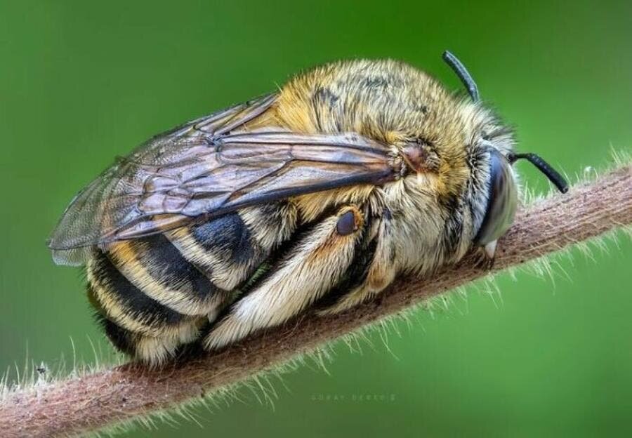 abeille couleur ailes branche