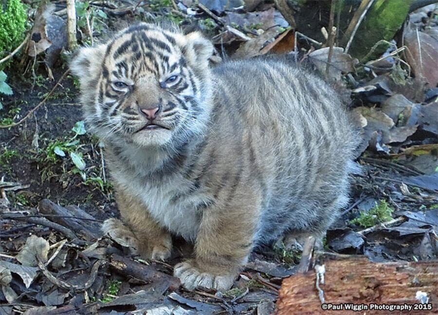 bébé tigre visage feuilles