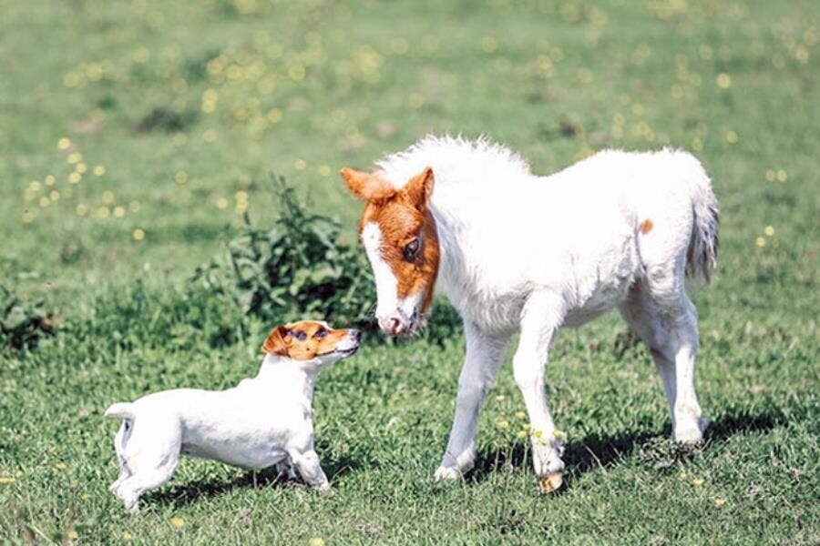 chien poney jardin