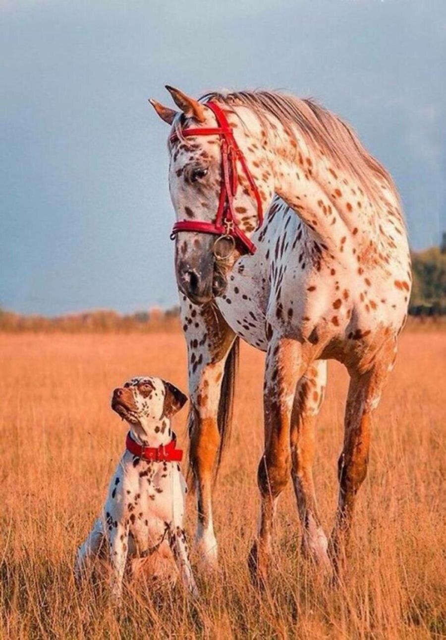 chien cheval forêt