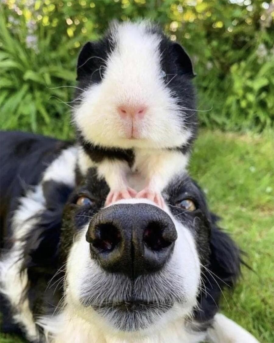 chien cochon d'inde jardin