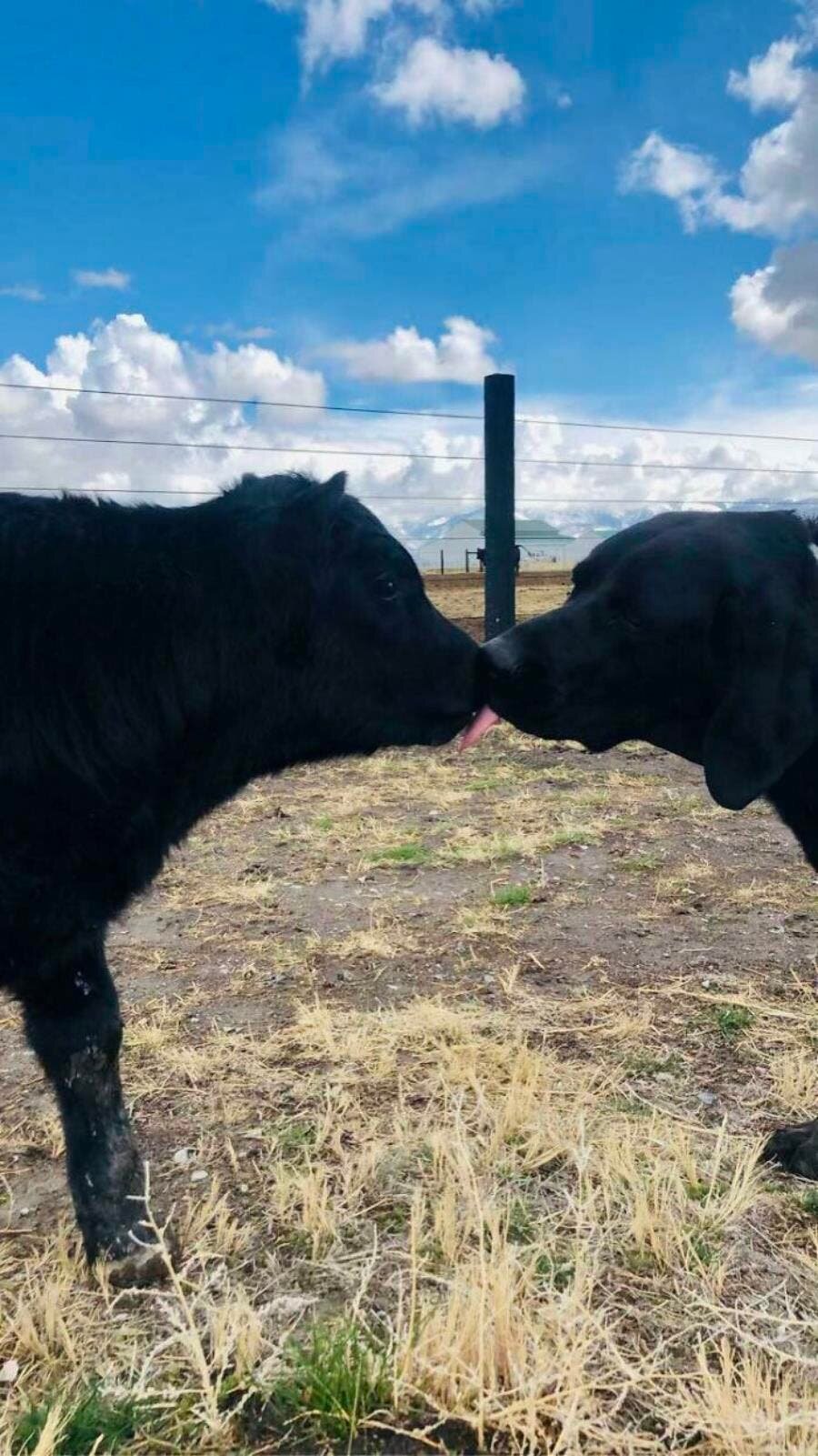 vache chien herbes