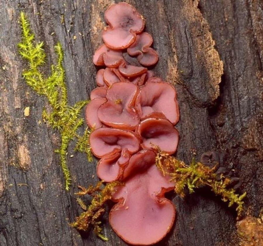 arbres champignons plantes