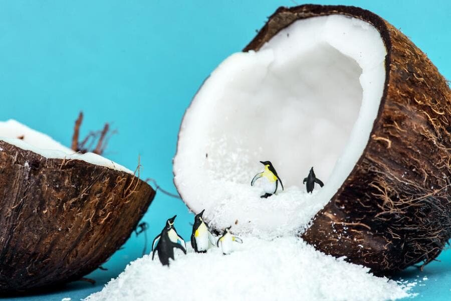 pingouin noix de coco antarctique 