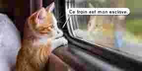 7 preuves qu'un chat est mille fois supérieur à un train