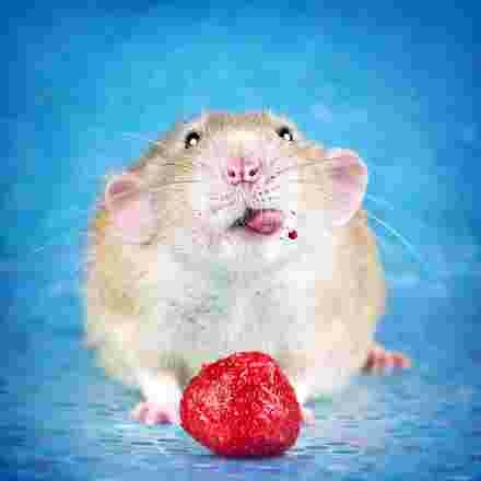 Rat qui mange une fraise 