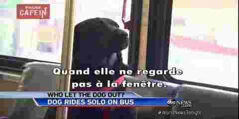 Vidéo- Un chien incroyable qui prend le bus tout seul p...