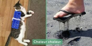 Chaleur