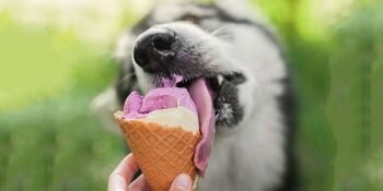 Chien Glace Lecher