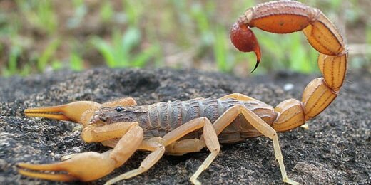 Photo Scorpion