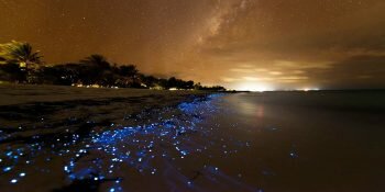 Thumb Vagues Bioluminescentes