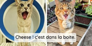 Top 10 De Photos D'animaux Prises Au Bon Moment