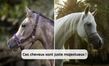 Top 5 des plus belles races de chevaux au monde