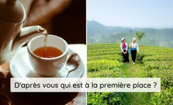 Top 5 des plus gros pays producteurs de thé au monde