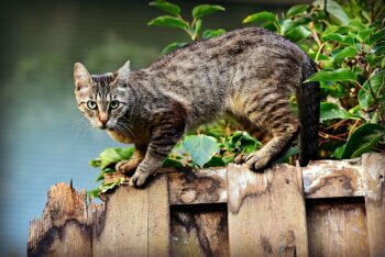 Record Découvrez Le Plus Vieux Chat Du Monde !