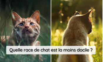 Top 5 Des Races De Chat Les Moins Dociles