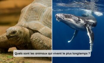 Top 5 Des Animaux Qui Vivent Le Plus longtemps