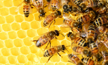 Les Abeilles S'effondrent Au Sol Une Fois La Lumière éteinte