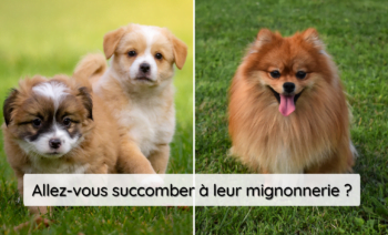 Top 5 Des Chiens Les Plus Mignons Au Monde