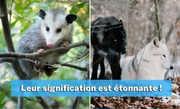 Top 5 Des Comportements D'animaux Incompris