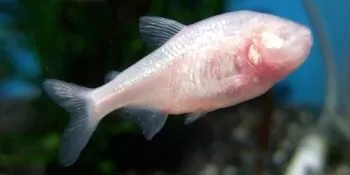 Poisson